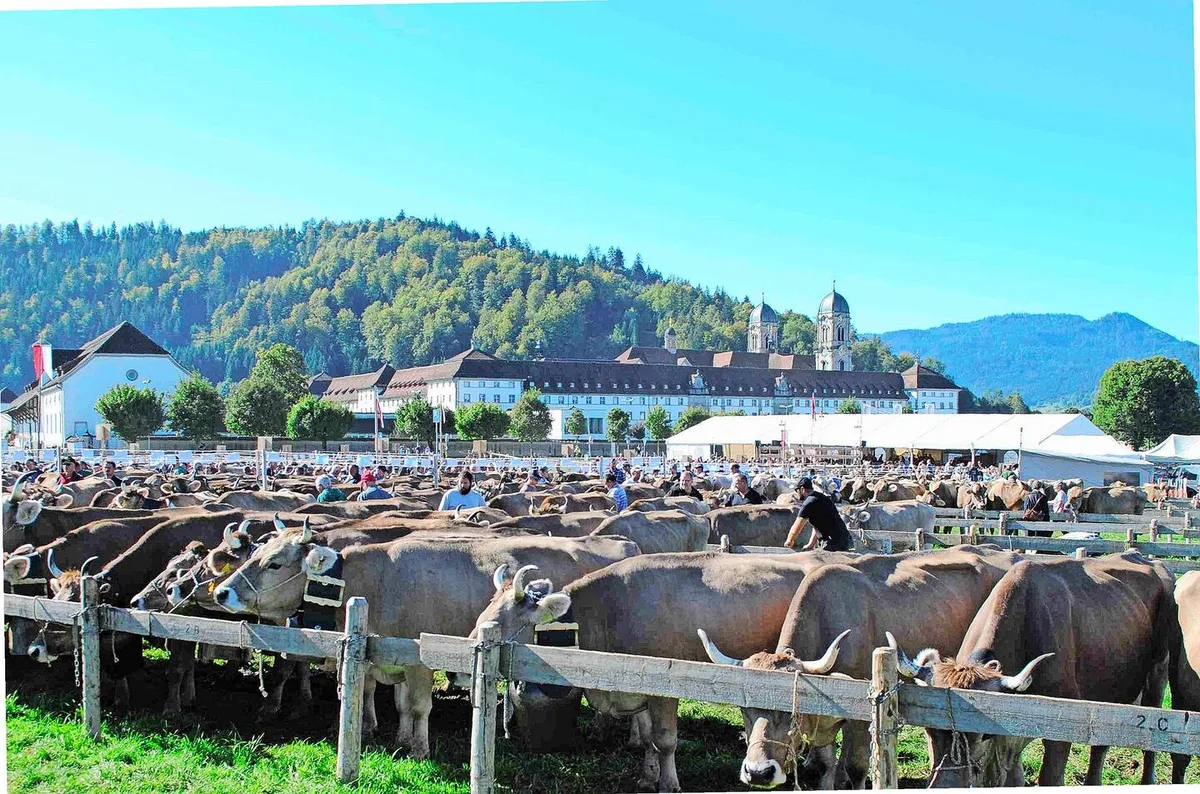 f04dae3367051fefc216ec78c18714906fff2012a26ffb6700a395aa7df67dc3 Die Braunviehtiere Einsiedeln werden in diesem Jahr über das Brunanet von Braunvieh Schweiz angemeldet.