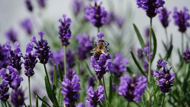 Im Bereich der Artenvielfalt könnte die Schweiz noch mehr tun. (Symbolbild Pixabay)