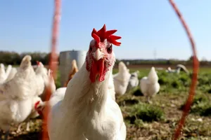 Nicht nur die sinkenden Fallzahlen haben das BLV zur Aufhebung der Massnahmen bewogen, sondern auch das Ende des Vogelzugs.