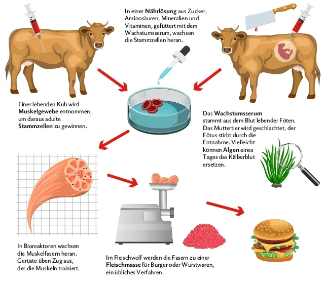 005056acdaed4518b9145f81b57cdcaeb4141295 Auch Clean-Meat aus dem Labor kommt nicht ohne echte Tiere aus. Es braucht Föten und Muskelgewebe als Stammzellenspender und für die Nährlösung, in welcher die Stammzellen heranwachsen. Quelle: Fleischatlas 2018