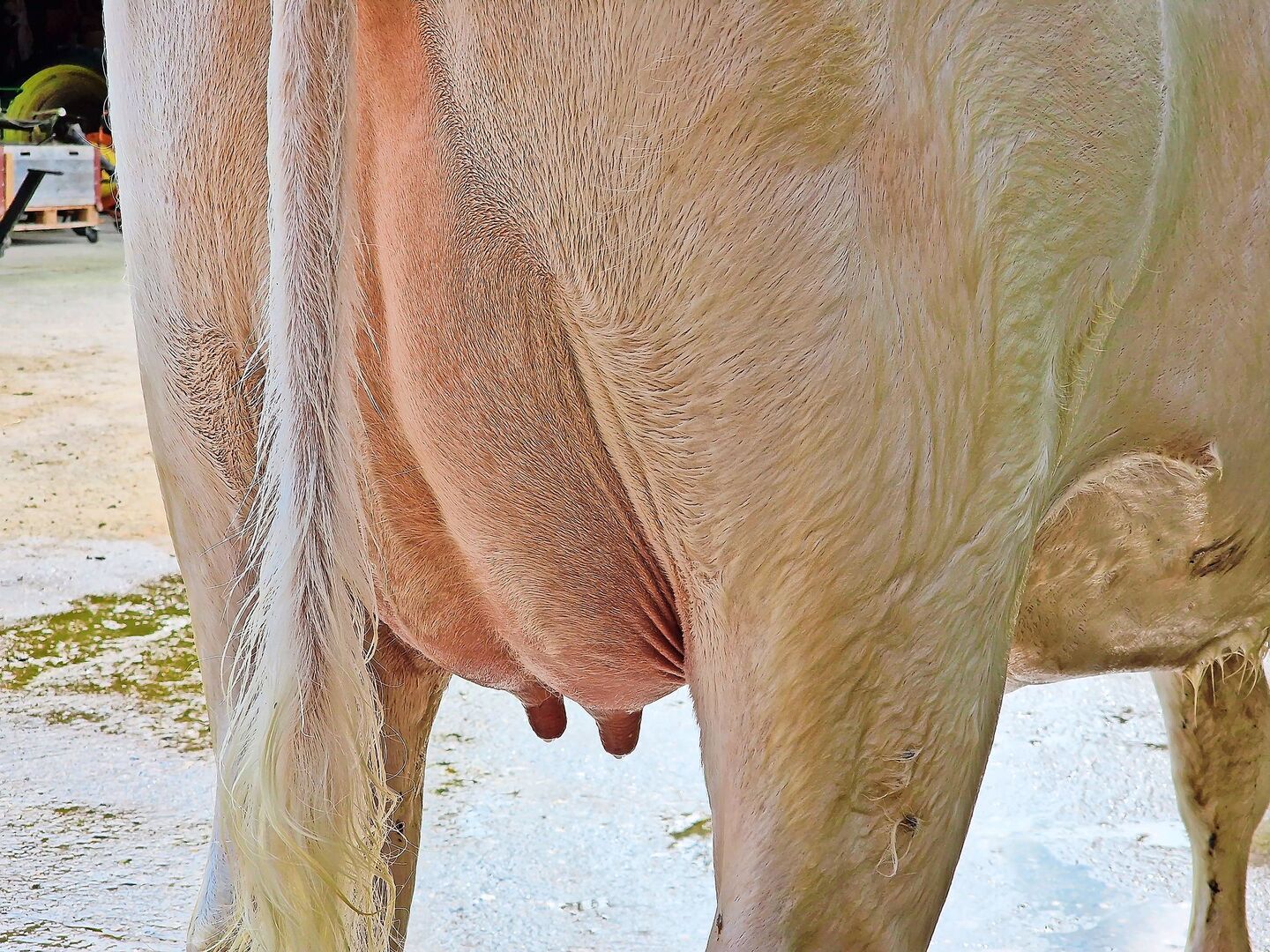 Die Hygiene hat in der Behandlung von Mastitis höchste Priorität. Stress, wie der Sommer ihn durch Hitze bringt, erhöht das Risiko einer Euterinfektion.