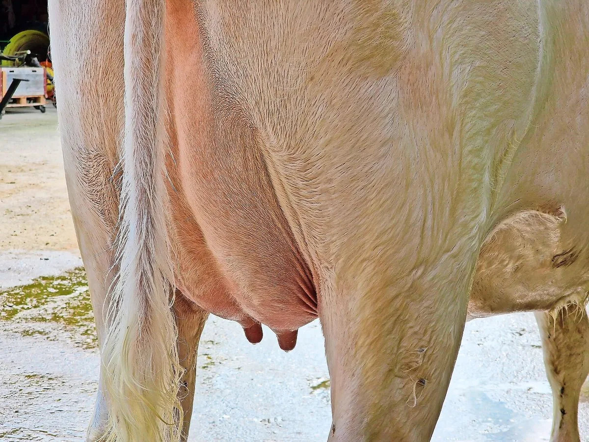 4ae272e5a405c6078731cfd9056f45e3927636466eeccbfa95e34c0815fdf3ed Die Hygiene hat in der Behandlung von Mastitis höchste Priorität. Stress, wie der Sommer ihn durch Hitze bringt, erhöht das Risiko einer Euterinfektion.