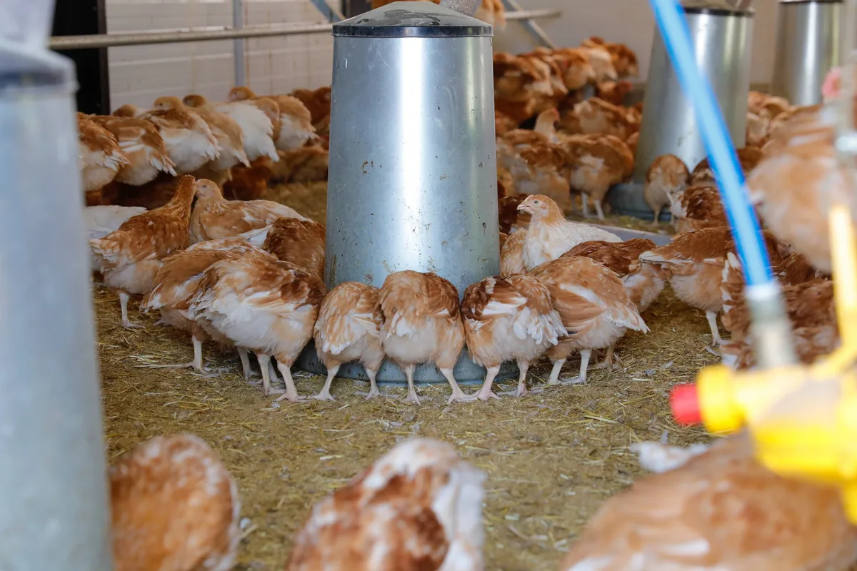 1346e99e9d79879d0bdfb20c2c6d76f48364f1f2 Insgesamt rund 58 000 Tonnen pflanzliche Nebenprodukte landen jährlich im Geflügelfutter.(Bild Roethlisberger)
