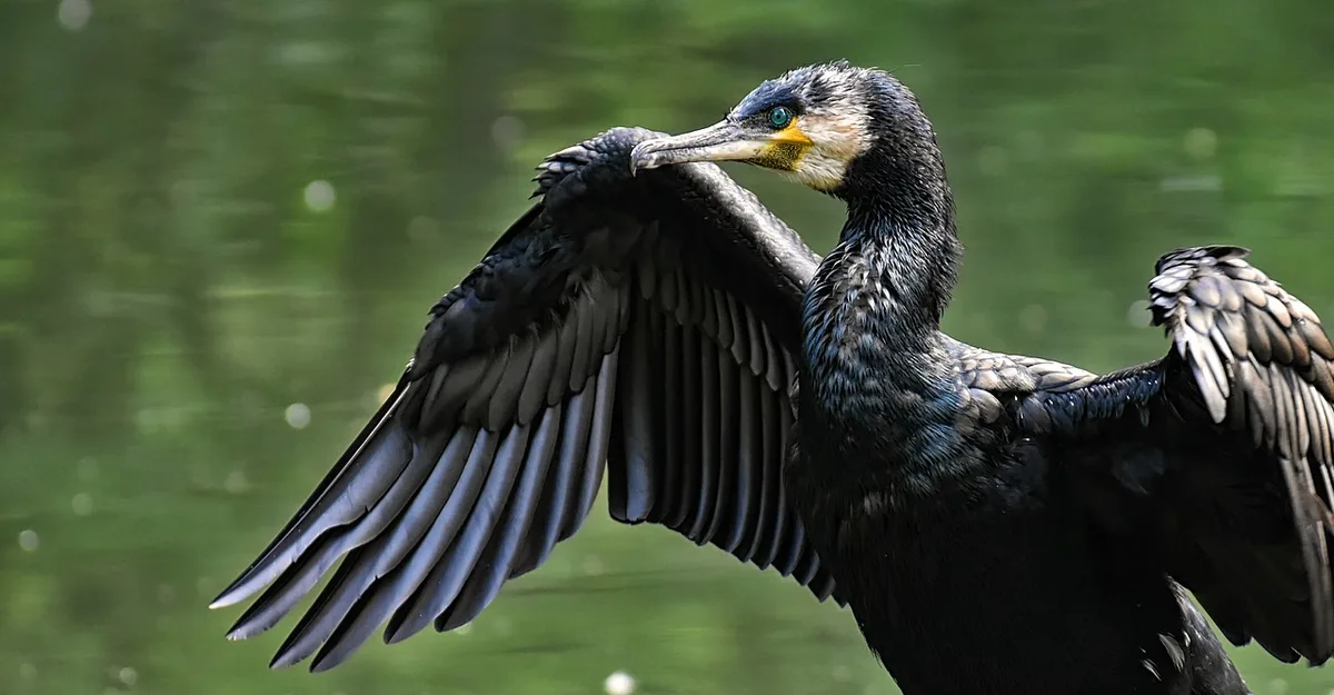 eade801ff21b974e49e579d70564f011a28f7377 Naturschützer glauben nicht, dass der schwarz gefiederte Kormoran die Lebensgrundlage der Fischer vertilgt. (Bild Pixabay)