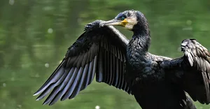 Naturschützer glauben nicht, dass der schwarz gefiederte Kormoran die Lebensgrundlage der Fischer vertilgt. (Bild Pixabay)