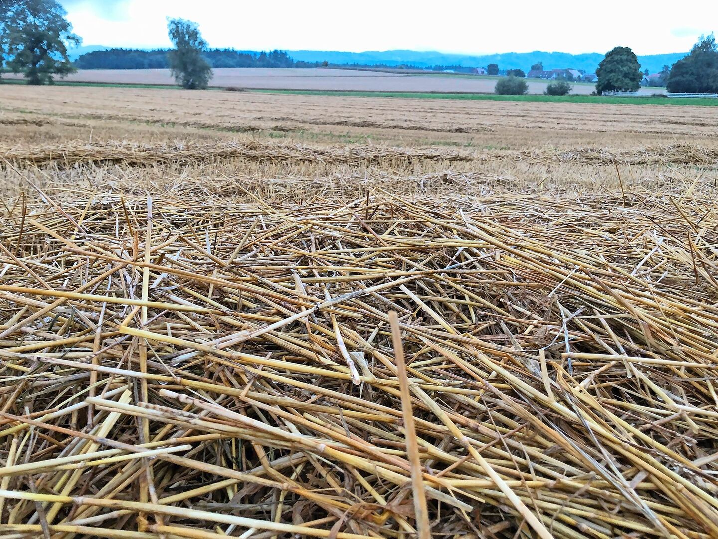 Verregnetes Stroh beginnt sich zu zersetzen. Dabei können problematische Mykotoxine entstehen. Den Prozess stoppt nur ein gutes Abtrocknen der Halme.