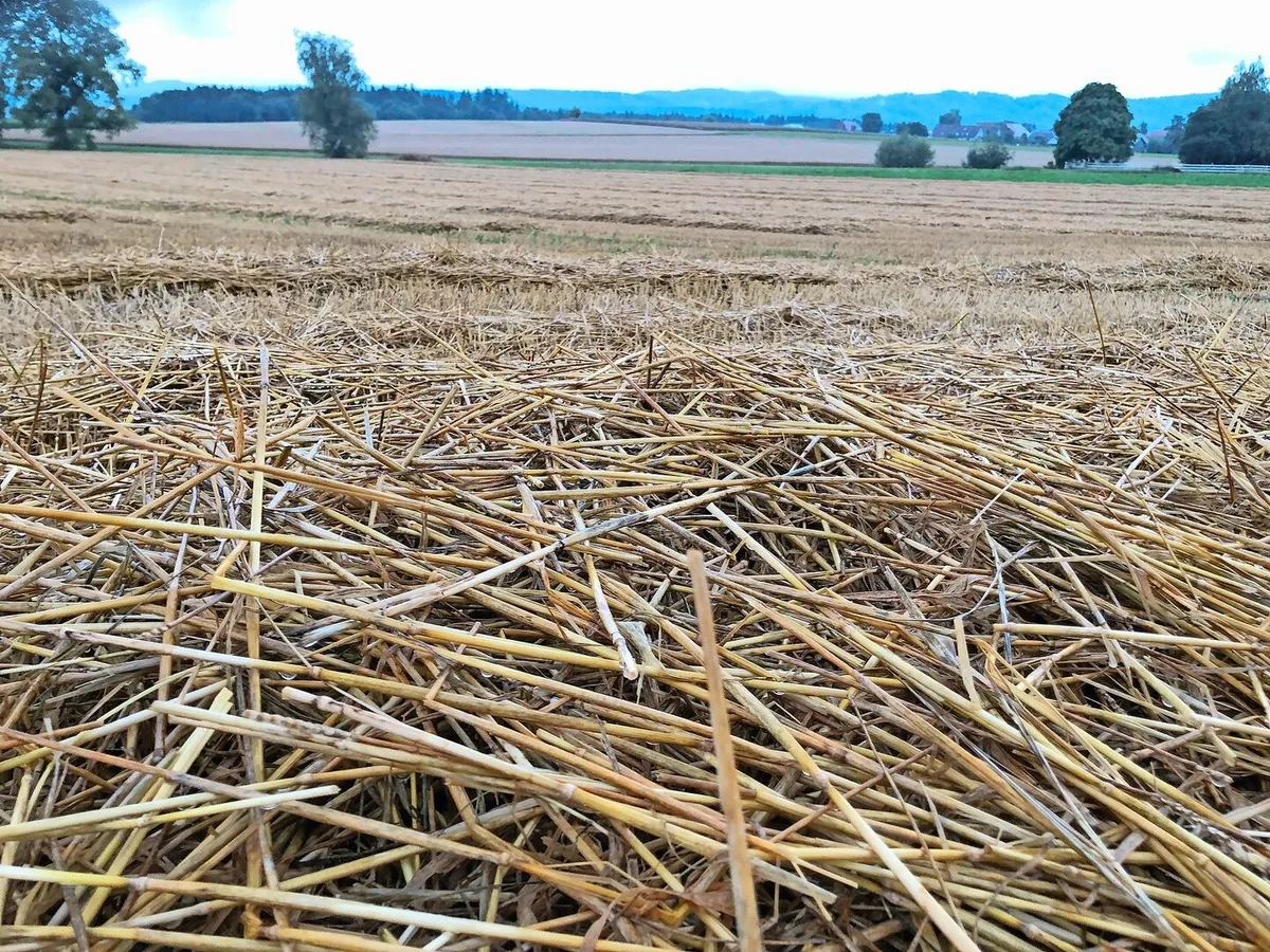 Verregnetes Stroh beginnt sich zu zersetzen. Dabei können problematische Mykotoxine entstehen. Den Prozess stoppt nur ein gutes Abtrocknen der Halme.