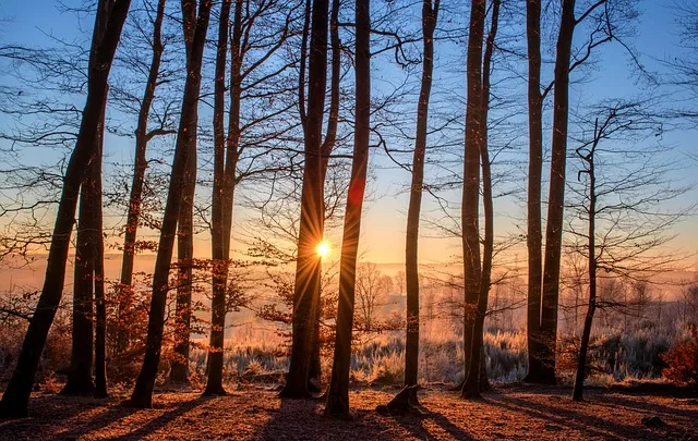 8204bb019673bb45218f93553f5f20984dc77956 Gerade im Winter ist es schwierig, genügend Sonnenlicht für die Vitamin-D-Produktion über die Haut aufzunehmen. (Bild Pixabay)