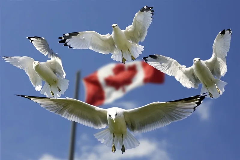 CETA ist ein Freihandelsabkommen zwischen Kanada und der EU. (Bild Pixabay)