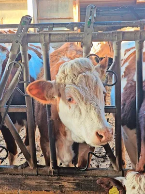 Die Schweiz soll gesunde Tiere züchten, die aus Raufutter effizient Milch oder Fleisch produzieren, um die Umweltbelastung zu minimieren.