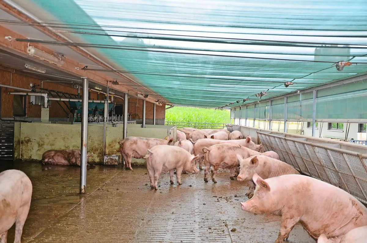 a35fcbbd4c24fd614e740f6aa4a309b83769da3bcc81698d239845c229ecdb51 71 % aller Behandlungen bei den Galtsauen sind auf Klauen oder untere Gliedmassen sowie Gelenkprobleme zurückzuführen.