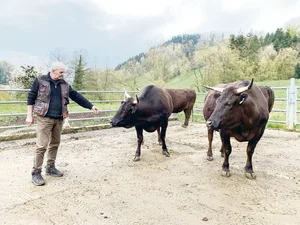 Züchter Peter Hunkeler mit den Wagyu auf dem Betrieb im Götzental. Weil die Tiere so friedfertig seien, könne er ihnen die Hörner belassen.