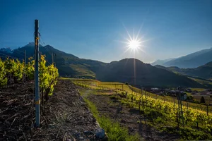 Das Wetter war dem Walliser Wein in diesem Jahr gewogen. Wegen mangelndem Niederschlag musste aber nachgeholfen werden.