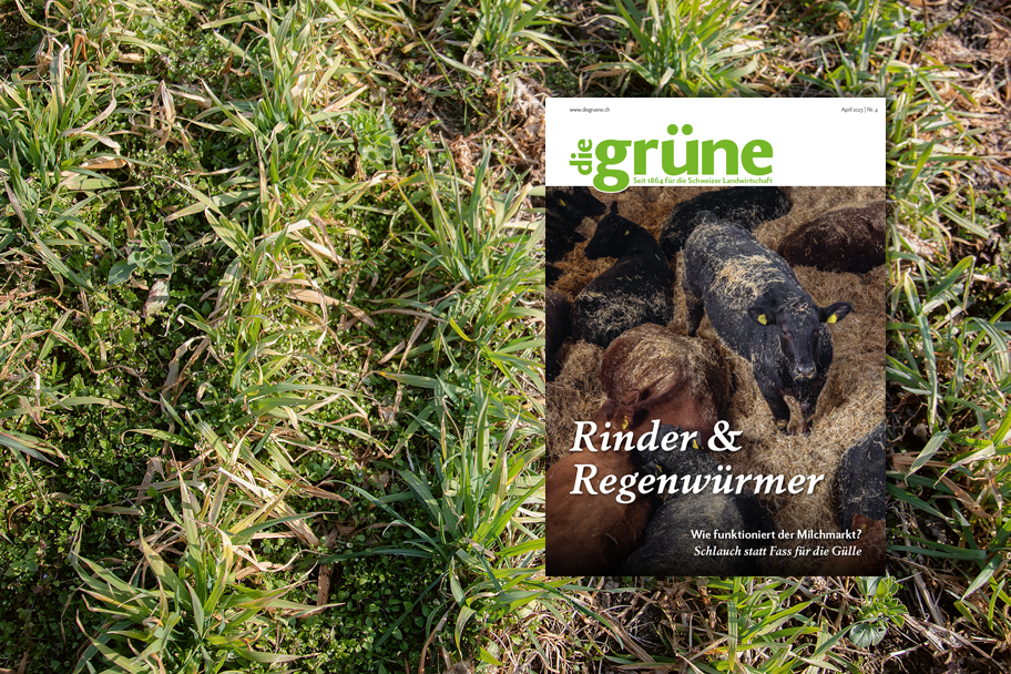 «die grüne» im April 2023 – Rinder & Regenwürmer