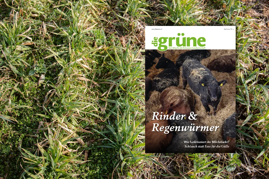 «die grüne» im April 2023 – Rinder & Regenwürmer