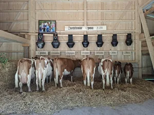 Die Zuchfamilie von Opana (v. l.) mit ihren sechs Töchtern Orlanda, Olympia, Oxana, Octavia, Olina und Odina. Auf dem kleinen Bild sind zudem Drillinge von Opana zu sehen.