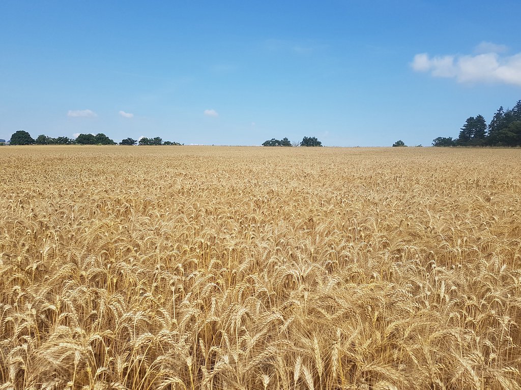 Wie Mais via Wurzeln den Ertrag von Winterweizen steigert