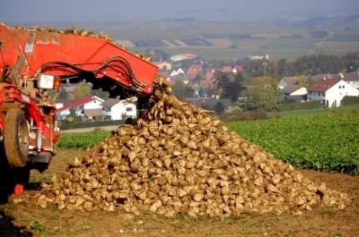 bdba100055218552f01e073092f8b83fb21bd9e4 Die Zuckerrübe steht momentan im Kreuzfeuer zwischen Produzenten und kritischen Umweltverbänden. (Bild Pixelio/Ottersbach)