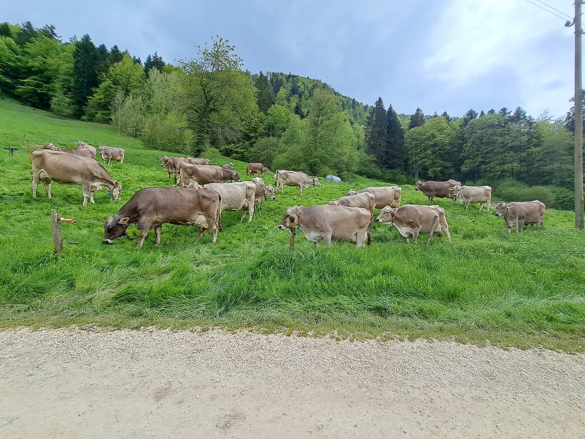 «Braunvieh bi dä Lüüt» findet diesen Mai im Berner Jura statt