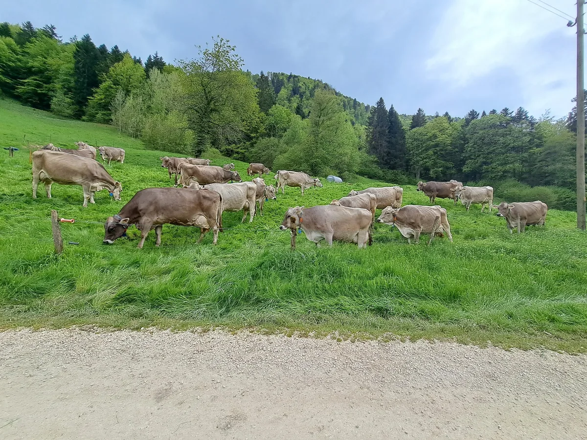 Betrieb-Kohli-BaunviehSchweiz-Vieh «Braunvieh bi dä Lüüt» findet diesen Mai im Berner Jura statt