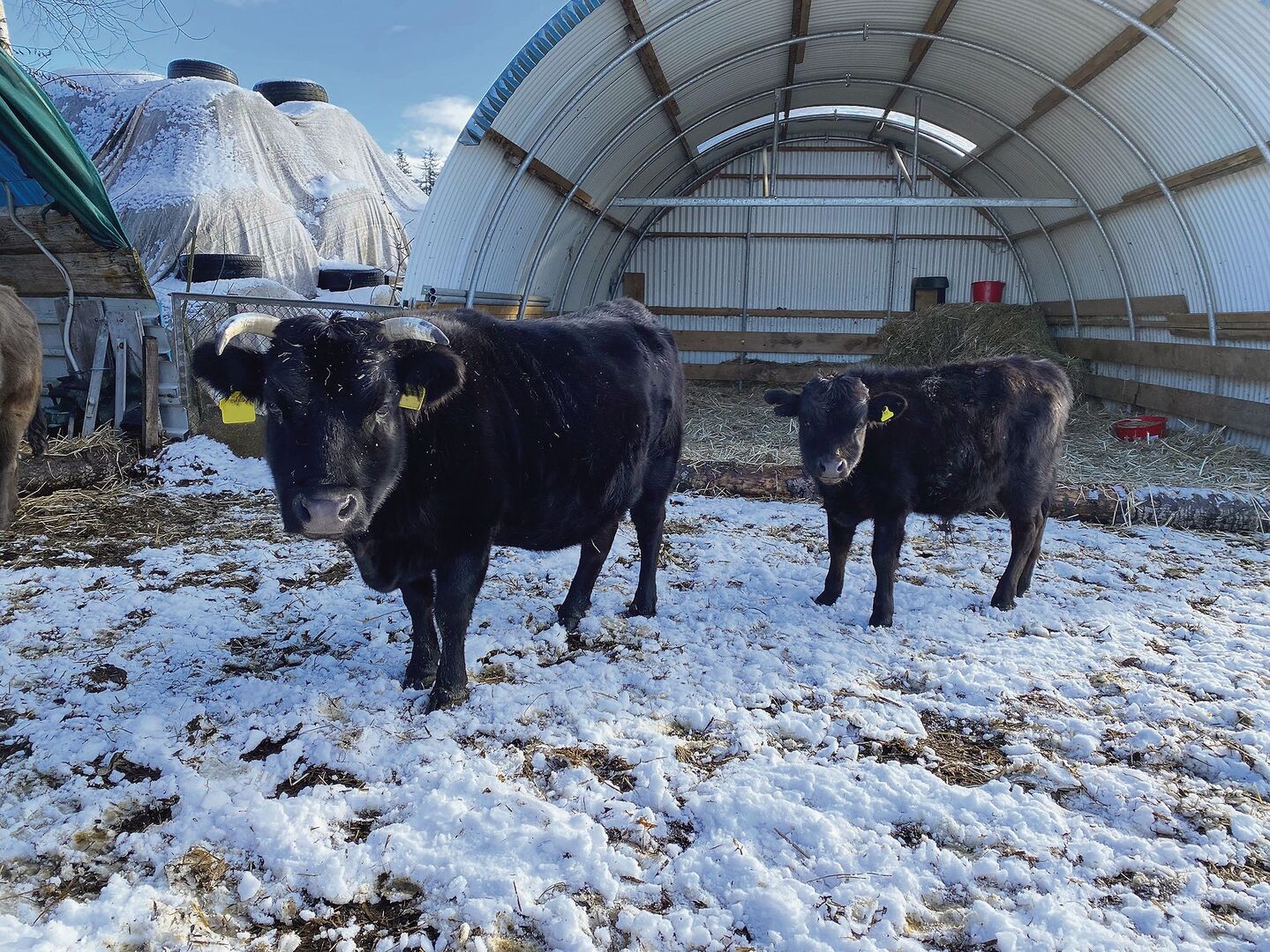 13 Dahomeys leben auf der Tunnelranch. Von der exotischen Rasse hörte Samuel Mosimanns Vater erstmals in Kanada. Die ersten Tiere konnte er in Deutschland kaufen.