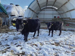 13 Dahomeys leben auf der Tunnelranch. Von der exotischen Rasse hörte Samuel Mosimanns Vater erstmals in Kanada. Die ersten Tiere konnte er in Deutschland kaufen.