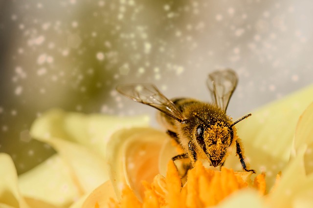 Honigbienen: Die Kombination macht das Gift