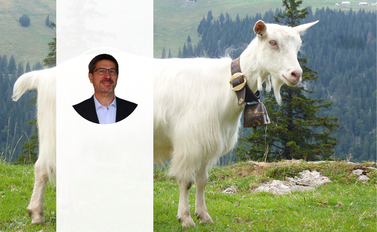 Das Porträt von Thomas Herren steht vor dem Hintergrund einer Appenzellerziege.