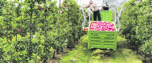 Ernte von Gala-Äpfeln im Herbst 2017 im Luzerner Seetal. Gerade diese Sorte ist sehr anfällig und verlangt intensiven Pflanzenschutz. Gala ist aber Hauptsorte und bei den Konsumenten sehr beliebt.  (Bild js)