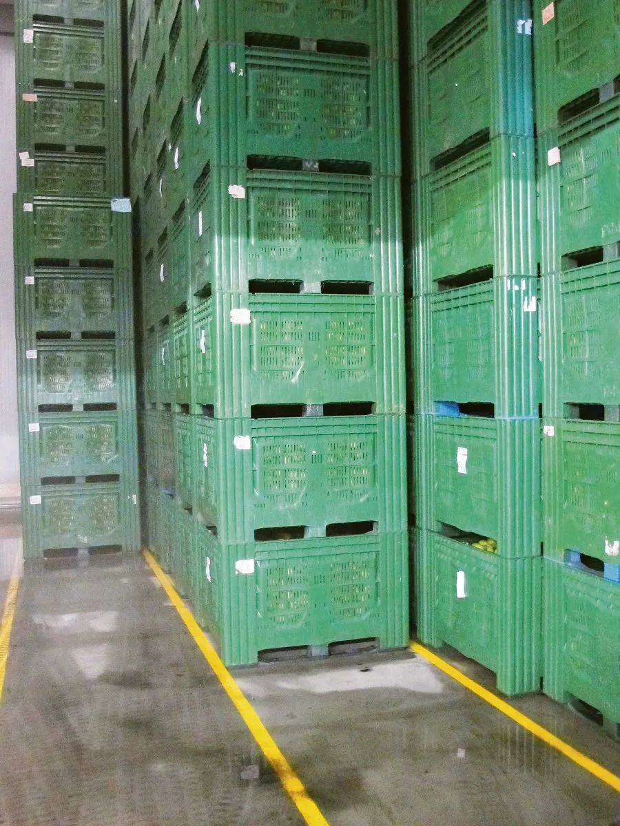 045a2f45062b9defd9b741d831d0d6839c23c645 Bodenmarkierungen erleichtern das korrekte Stapeln der Obstkisten. (Bild Dr. Daniel Neuwald, KOB Bavendorf)