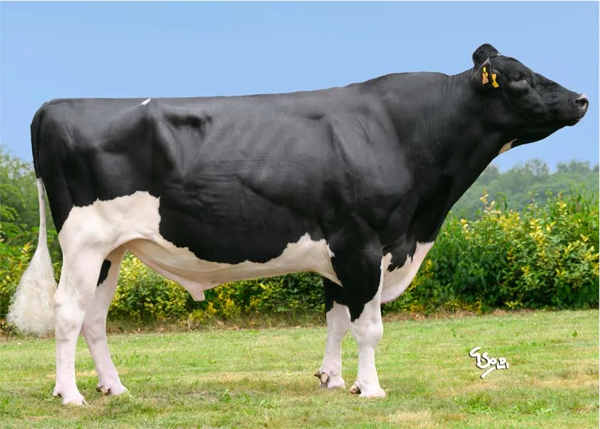 Holsteinstier Pellegrino vererbt eine extrem hohe Milchleistung – Doch kann man seine Töchter noch bedarfsgerecht füttern?