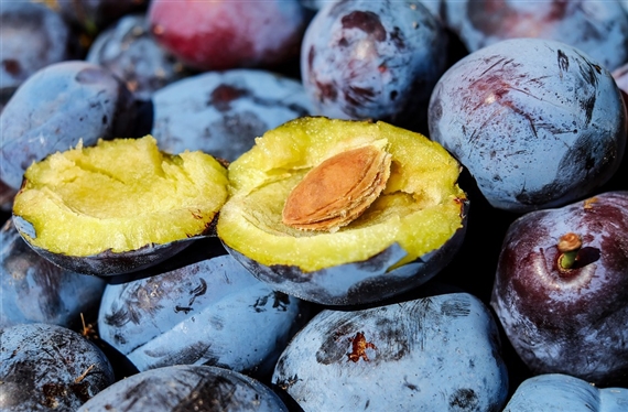 Gesund und bekömmlich, Schweizer Zwetschgen. (Bild Pixabay)