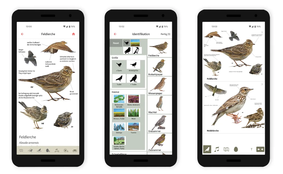 vogelbestimmungsapp Mit einer neuen App Vogelarten schneller bestimmen