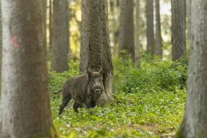 Das Comeback der Wildschweine ist spektakulär: In den europäischen Wäldern leben mittlerweile wieder mehrere Millionen Tiere.