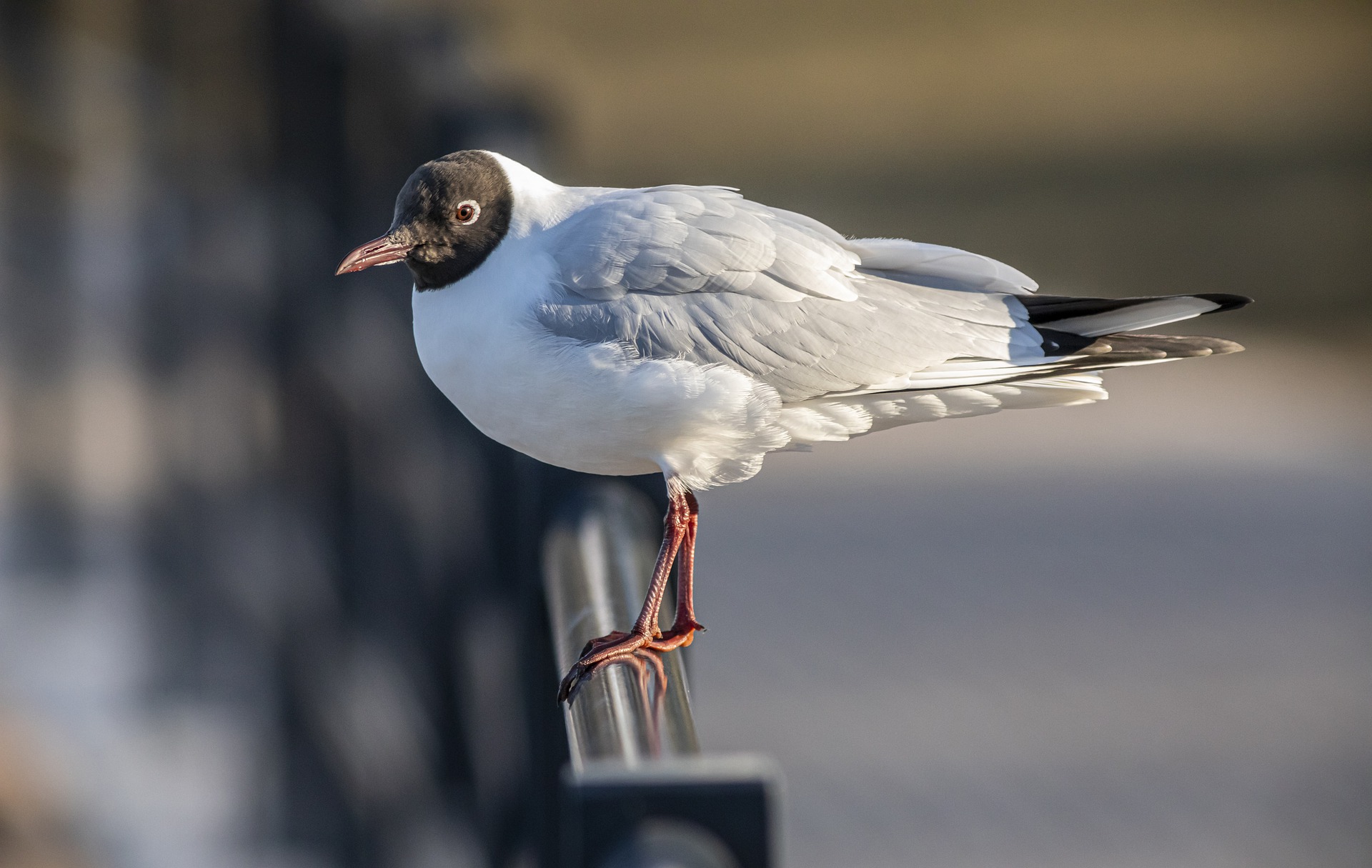 Vogelgrippe im Voralberger Naturschutz Rheindelta nachgewiesen
