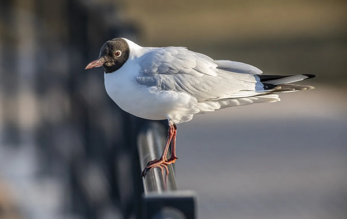 Vogelgrippe im Voralberger Naturschutz Rheindelta nachgewiesen