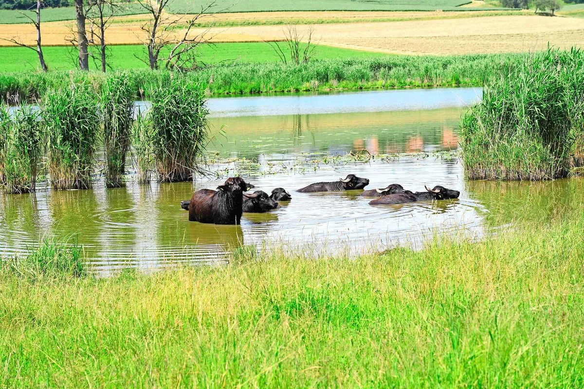 0e45c6a37e277f472fe3f6ad83b81c6007d636a5af6ba130ebc88849e66978ac Am Lobsigensee in Seedorf gehen Landwirtschaft und Naturschutz Hand in Hand.