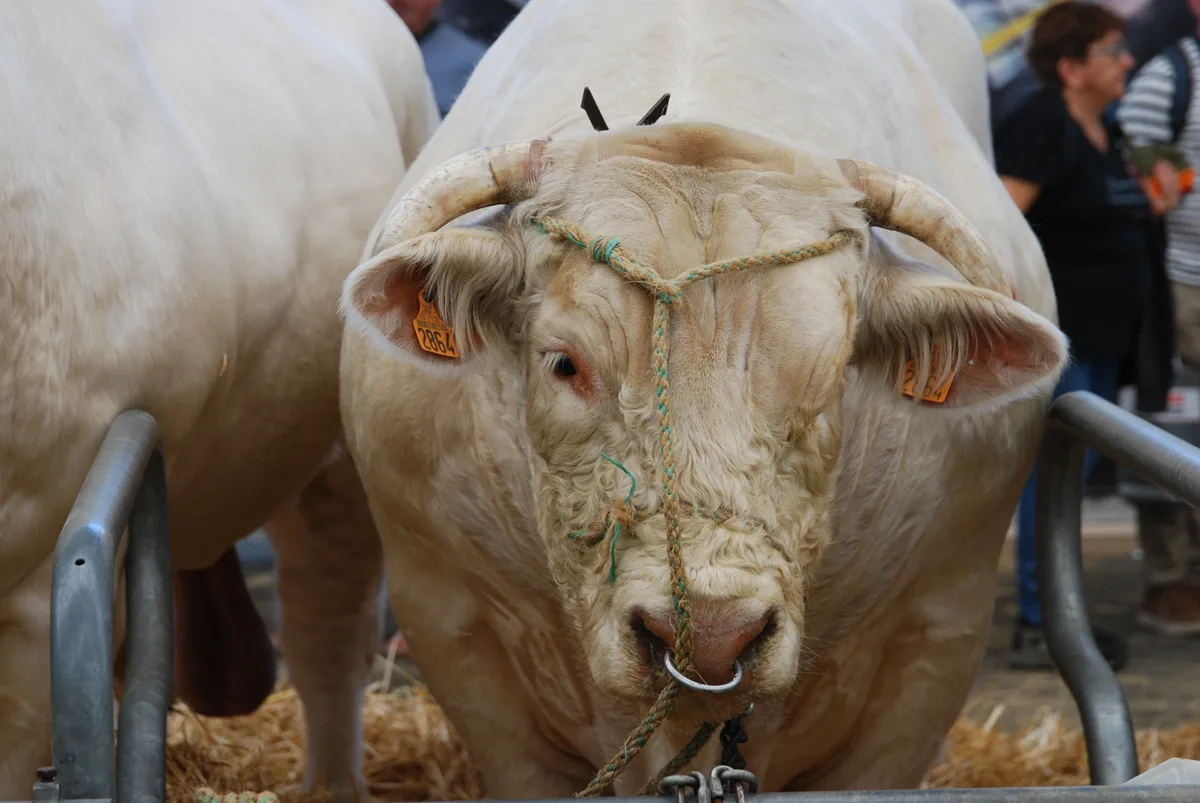 Charolais Muni Ein stämmiger Charolais Muni an der Ausstellung.