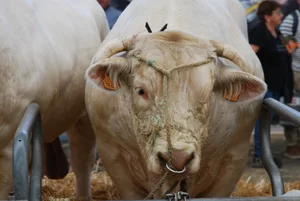Ein stämmiger Charolais Muni an der Ausstellung.