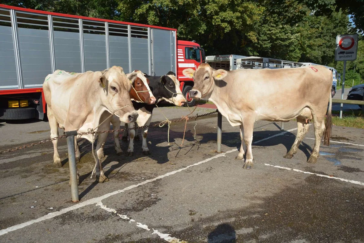 Wer BVD-frei sein will, muss seinen Tierverkehr kontrollieren