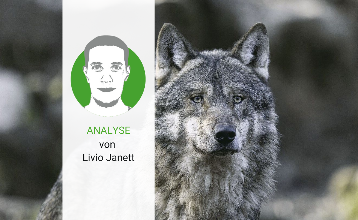 Der Wolf gibt zu reden – und wird es wohl noch lange