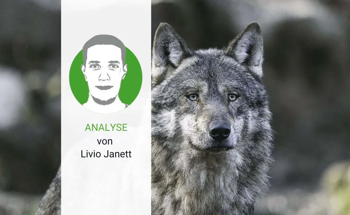 Der Wolf gibt zu reden – und wird es wohl noch lange