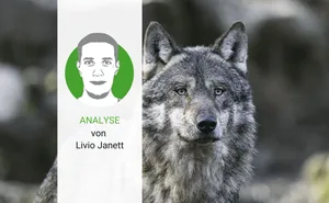 Die Wolfspopulation hat in der Schweiz innert weniger Jahre stark zugenommen. So gilt das Raubtier hierzulande nicht mehr als gefährdet.