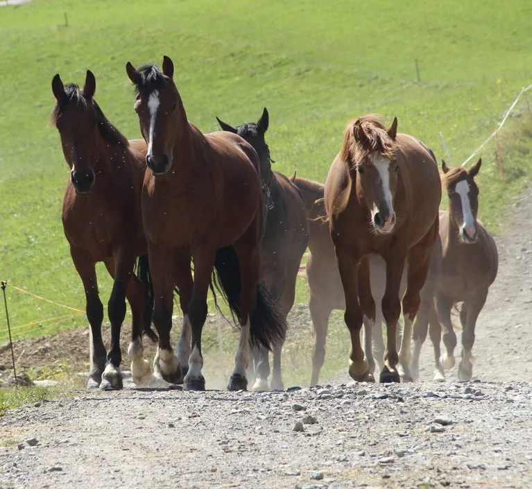 62a849f89ccfb20d92e18802c75e2ccc2e7288d9 Vor allem in Deutschland sind nicht-tierärztliche medizinische Dienstleistungen bei Pferden beliebt. (Bild landwirtschaft.ch, Julia Schwenter)