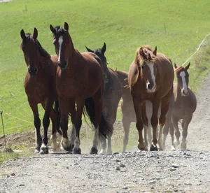 Vor allem in Deutschland sind nicht-tierärztliche medizinische Dienstleistungen bei Pferden beliebt. (Bild landwirtschaft.ch, Julia Schwenter)