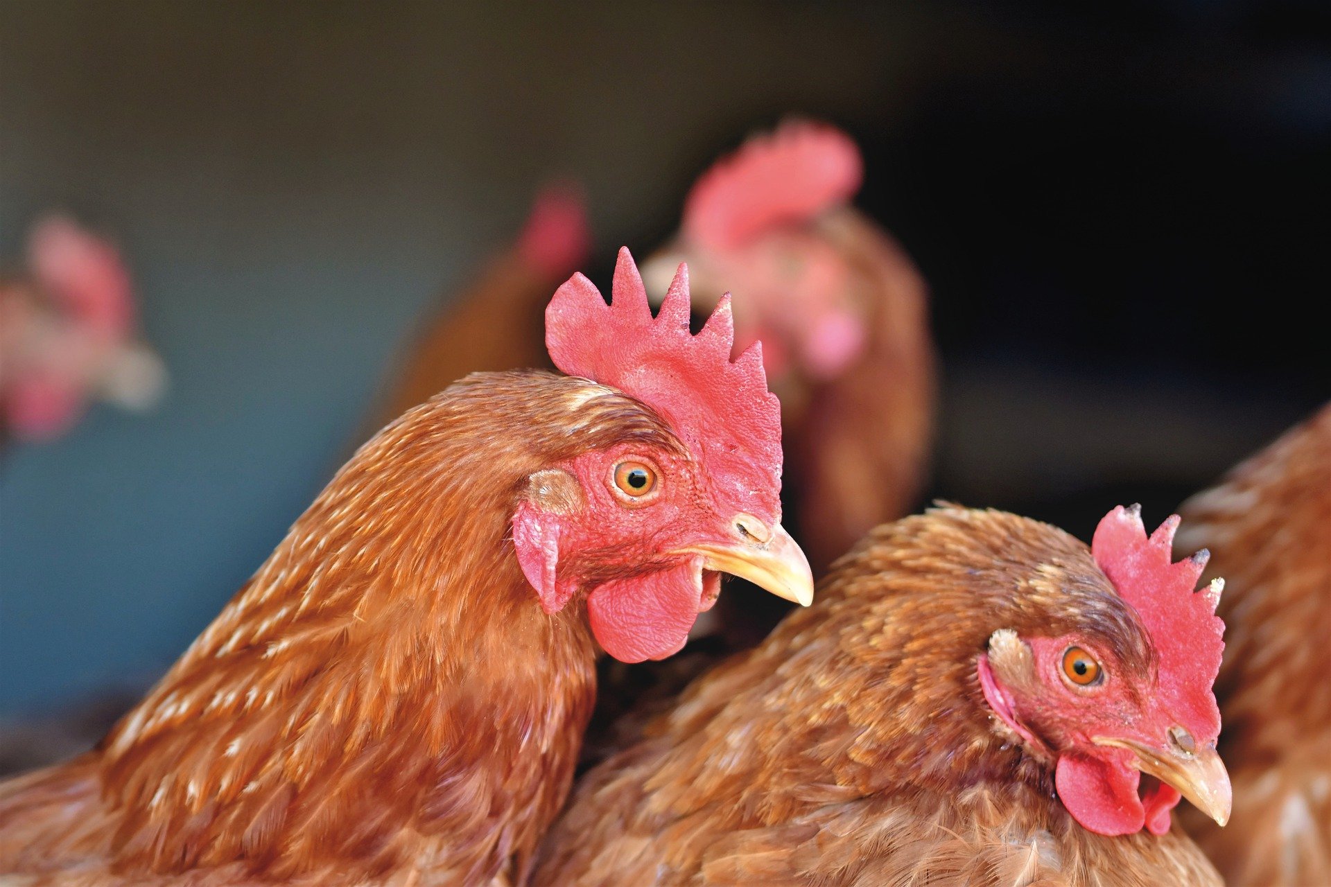 Sowohl Pouletfleisch als auch Eier aus der Schweiz sind hierzulande beliebte Produkte. (BIld Capri23auto/Pixabay)