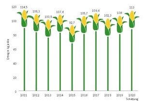 Die Erträge beim Körnermais liegen heuer noch deutlich über der guten Ernte von 2019. Die Spannweite der Erträge liegt 2020 zwischen 80 und 150 kg trockener Körnermais je Are.(Quelle Agristat und Umfrage BauZ/Grafik Bauz)