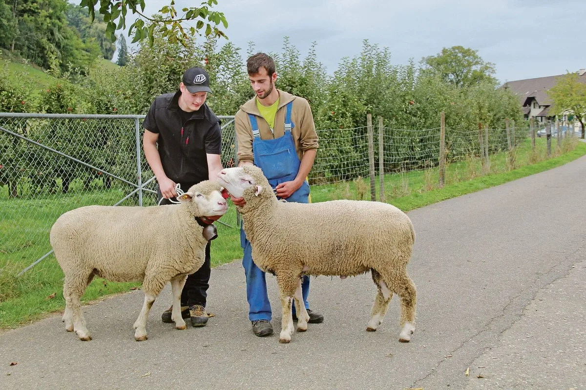 a2192e2d1c2a1de12cea4bc76d9c46b04f208207a75f0ef7bd6d3ed804ce2391 Florian Stoll (links) und Philipp Miesch (rechts), Präsident Schafzuchtverein Baselland und Umgebung und Schafhalter, freuen sich an Schafschauen an schönen und gesunden Tieren.