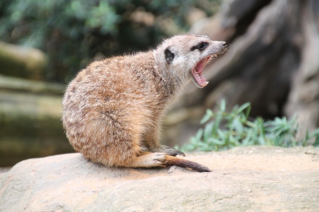 Freiwillige Mitarbeitende des Kalahari Forschungszentrums in Südafrika befestigten Sensoren an zehn Erdmännchen. Die Sensoren sammelten Daten über Körperneigung, Beschleunigung, Vibrationen und Stösse. Gleichzeitig filmten die Freiwilligen die Tiere während drei Stunden bei ihren Aktivitäten. (Bild pixabay)