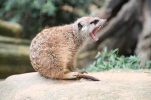 Freiwillige Mitarbeitende des Kalahari Forschungszentrums in Südafrika befestigten Sensoren an zehn Erdmännchen. Die Sensoren sammelten Daten über Körperneigung, Beschleunigung, Vibrationen und Stösse. Gleichzeitig filmten die Freiwilligen die Tiere während drei Stunden bei ihren Aktivitäten. (Bild pixabay)